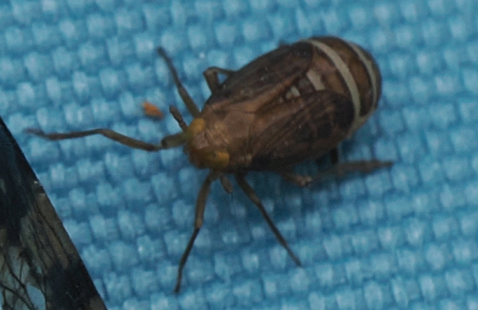P6071915